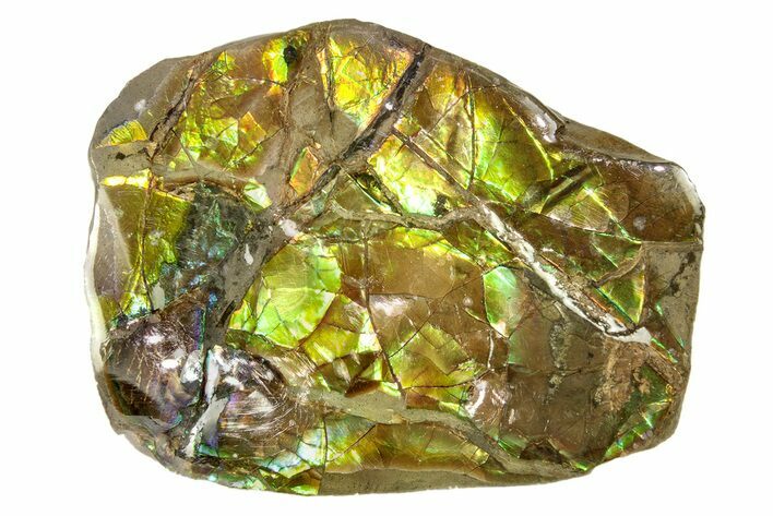 Iridescent Ammolite (Fossil Ammonite Shell) With Case #258225